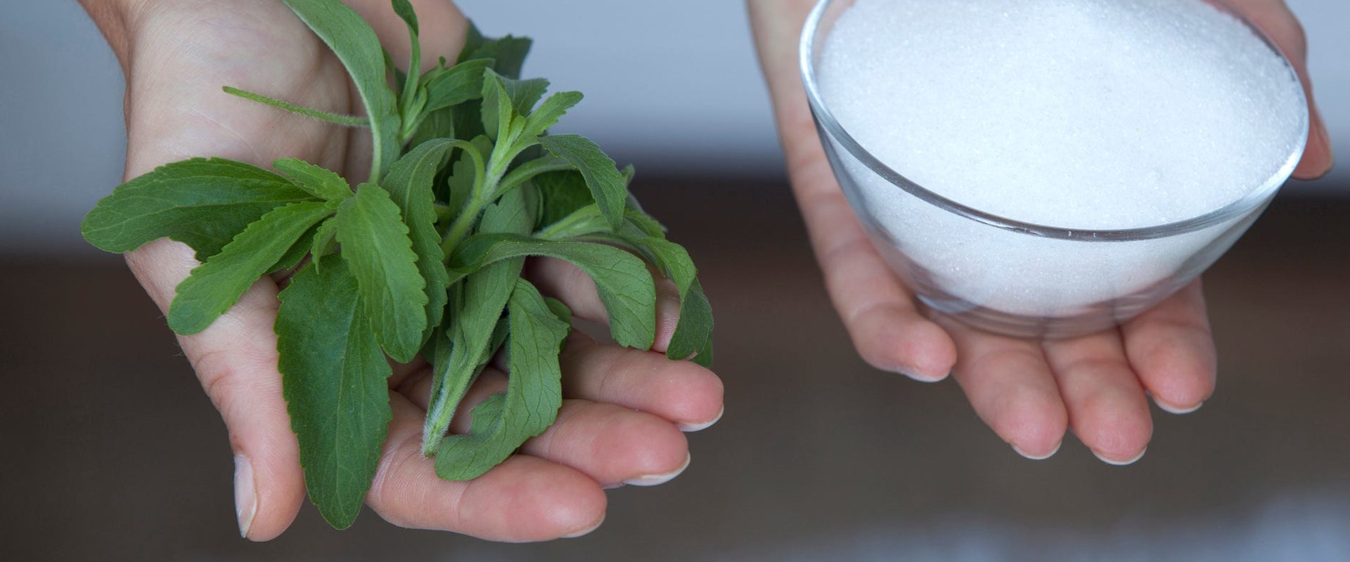 Exploring the Effects of Stevia Extract on Inflammation: Myths and Facts
