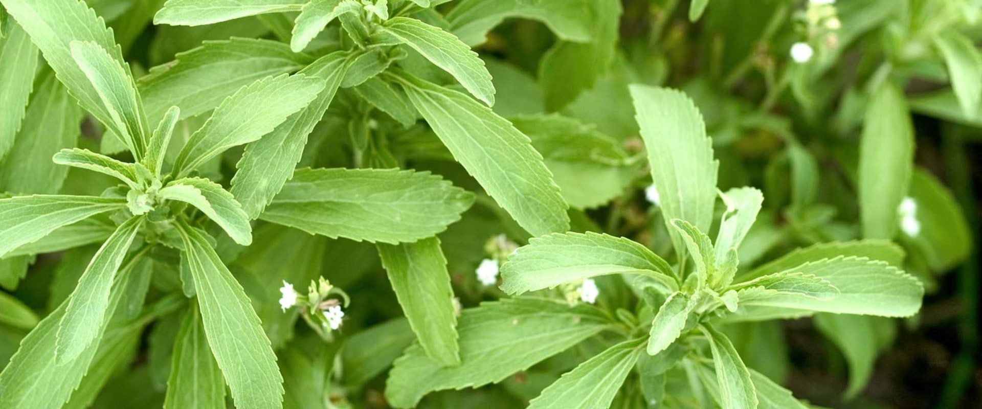 The Truth About Organic Stevia: A Comprehensive Guide to the Plant-Based Liquid Sweetener