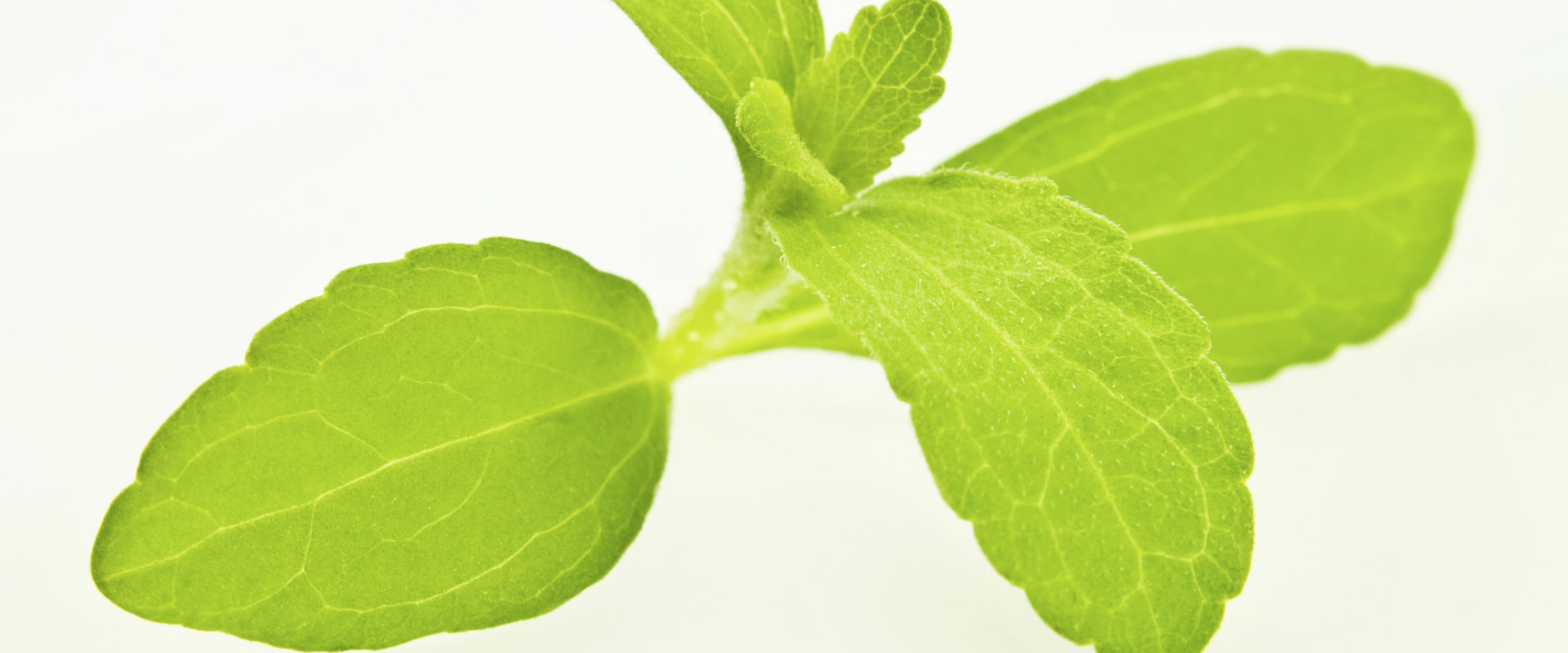 Is Stevia Extract Processed? A Comprehensive Guide to Understanding Stevia