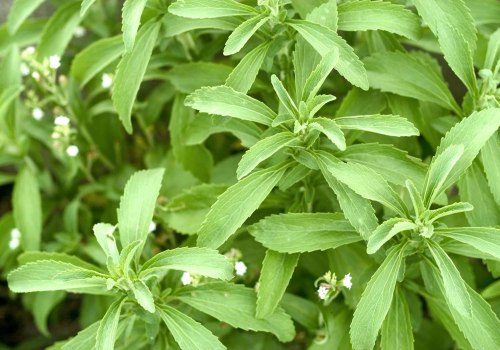 The Truth About Stevia Extract: Is it Really Natural?